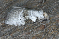 Acatapaustus metallopa