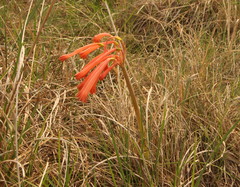 Cyrtanthus tuckii