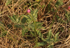 Oenothera rosea