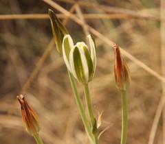Albuca setosa