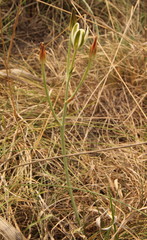Albuca setosa