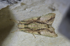 Meterana decorata