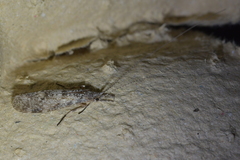 Triplectides cephalotes