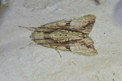 Meterana decorata