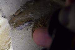 Triplectides cephalotes