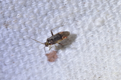 Chinamiris aurantiacus