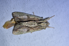 Meterana decorata