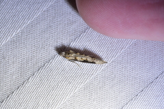 Trithamnora certella