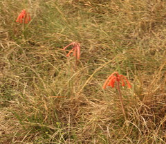 Cyrtanthus tuckii
