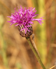 Asteraceae