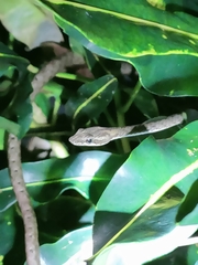 Dryophiops rubescens