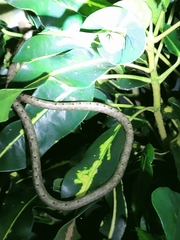 Dryophiops rubescens