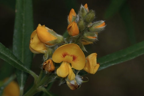 Callistachys lanceolata Vent.