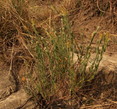 Gnidia gymnostachya