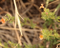 Jamesbrittenia aurantiaca