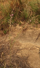 Polygala