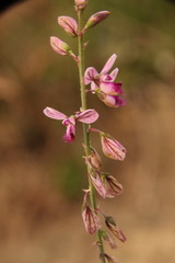 Polygala