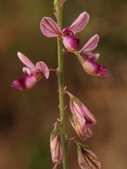 Polygala