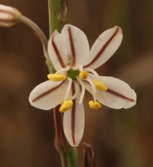 Chlorophytum