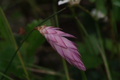 Johnsonia teretifolia
