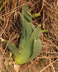 Aloe
