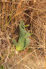 Aloe