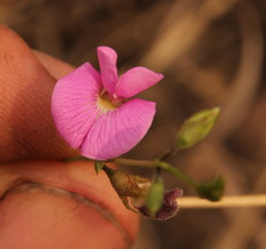 Fabaceae