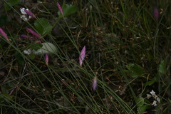 Johnsonia teretifolia