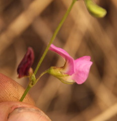 Fabaceae