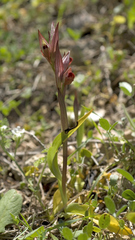 Bilamellaria