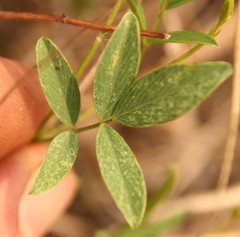 Fabaceae