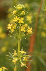 Galium capense