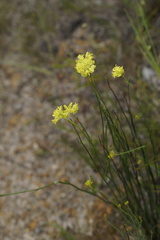 Glischrocaryon aureum