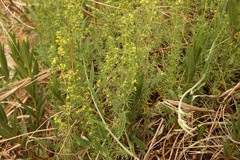 Galium capense