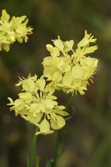 Glischrocaryon aureum