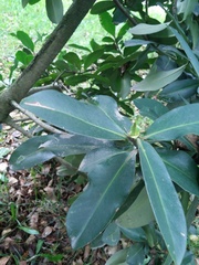 Primulaceae