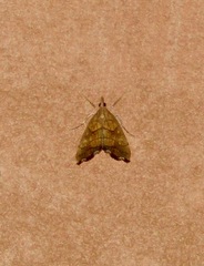 Hydropionea fenestralis