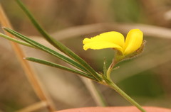 Fabaceae