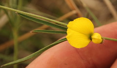 Fabaceae