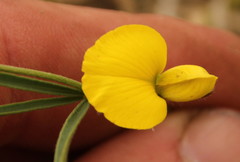 Fabaceae