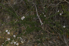Astartea aspera