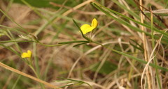 Fabaceae