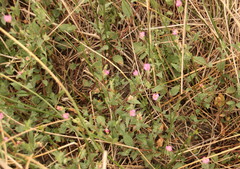 Oenothera rosea