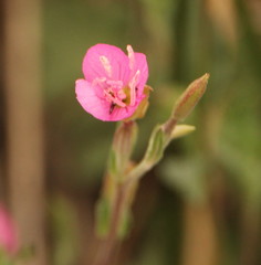 Oenothera rosea