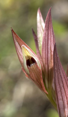 Bilamellaria