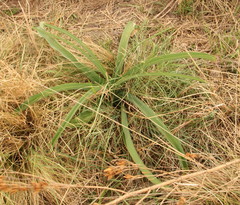 Crinum bulbispermum