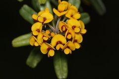 Gastrolobium bilobum