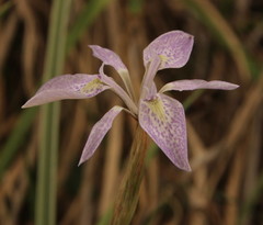Moraea simulans
