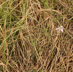 Moraea simulans