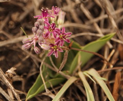 Ledebouria